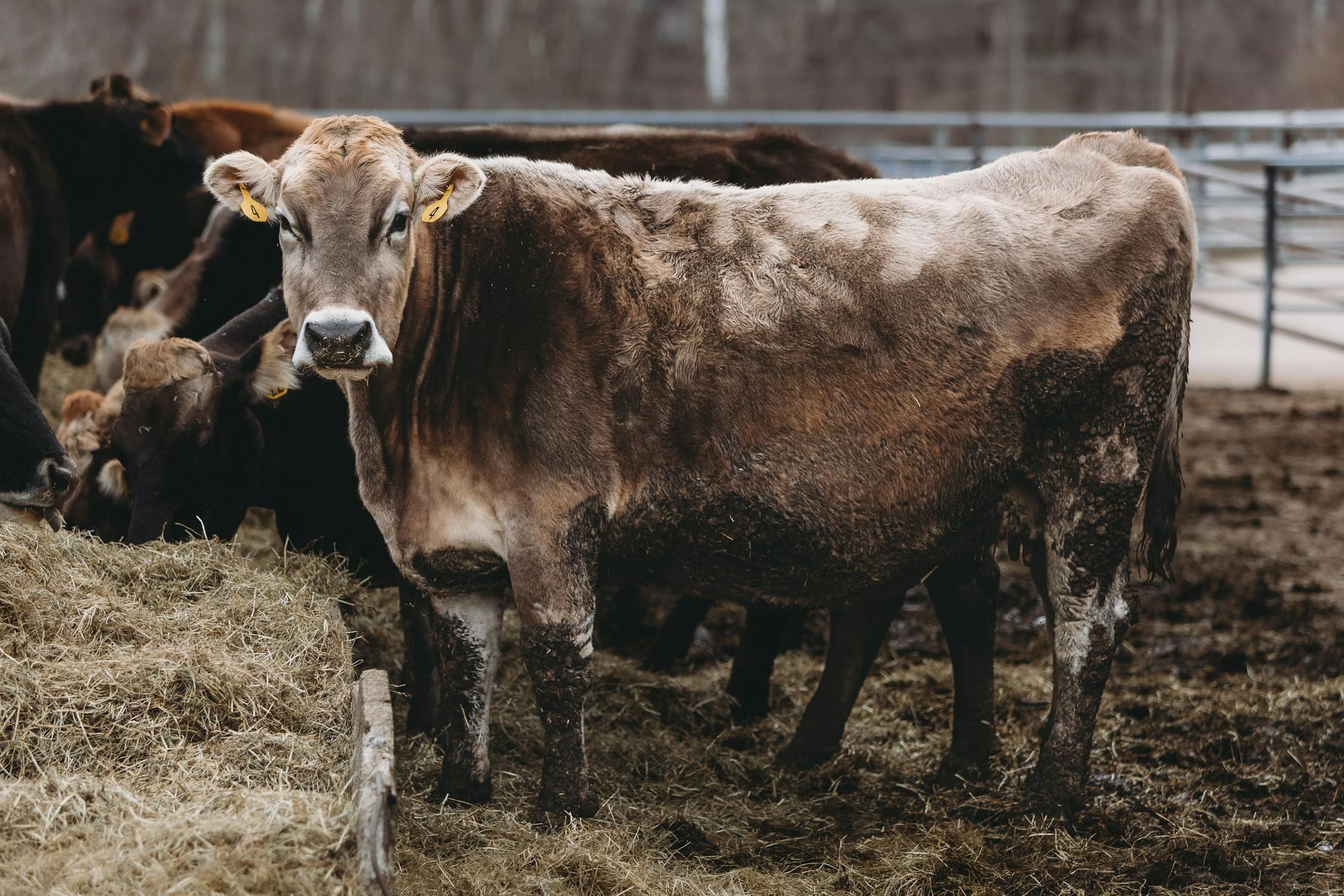 QianNiuBang beef industry digital platform